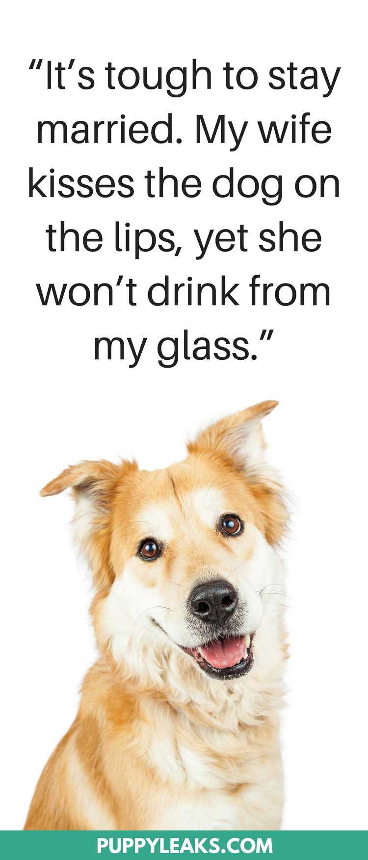 30 Cute Funny Dog Quotes #funnydogs #dogs #funnyquotes #dogquotes