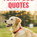 30 Funny Dog Quotes