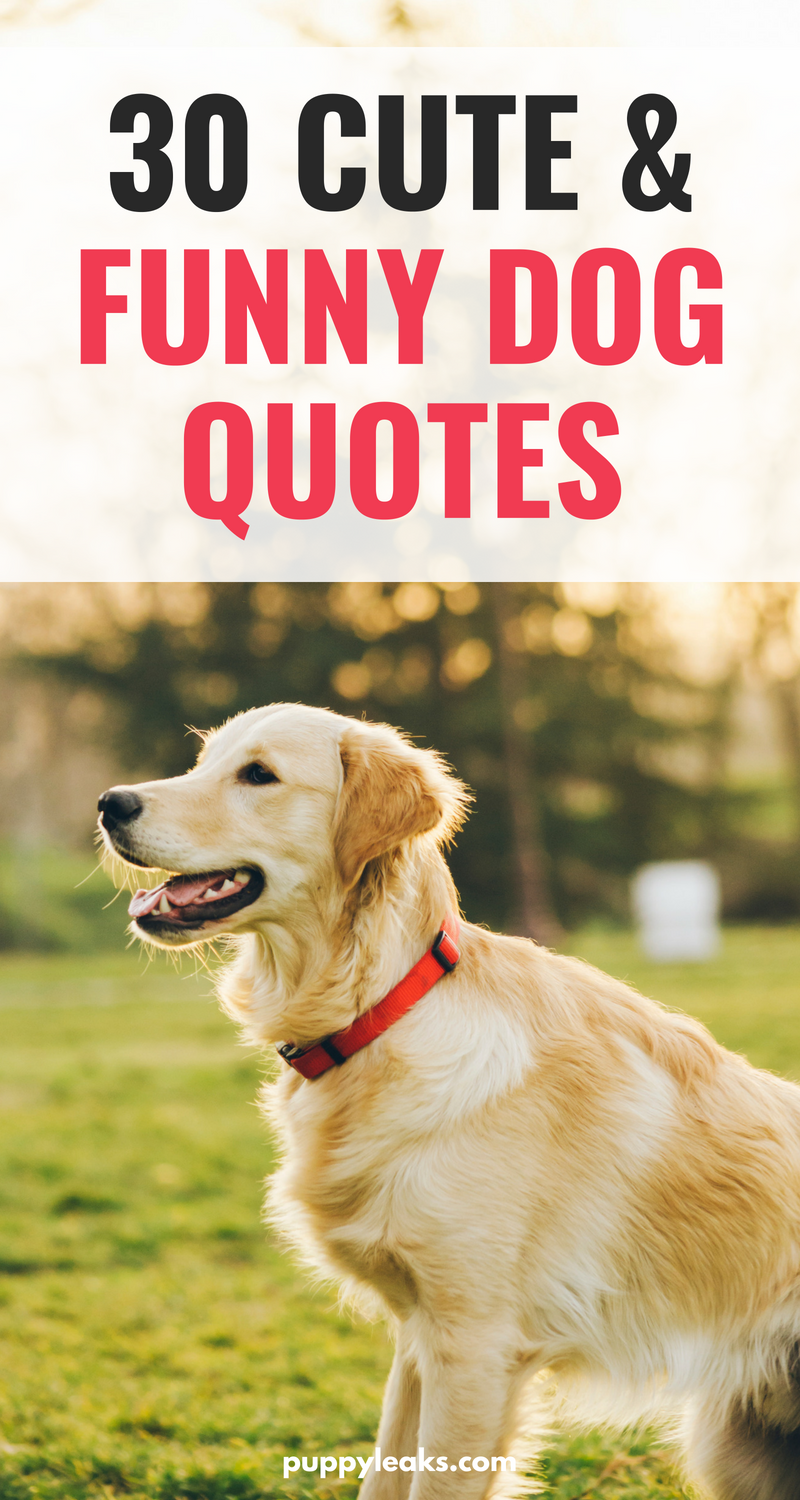 30 Cute & Funny Dog Quotes - Puppy Leaks