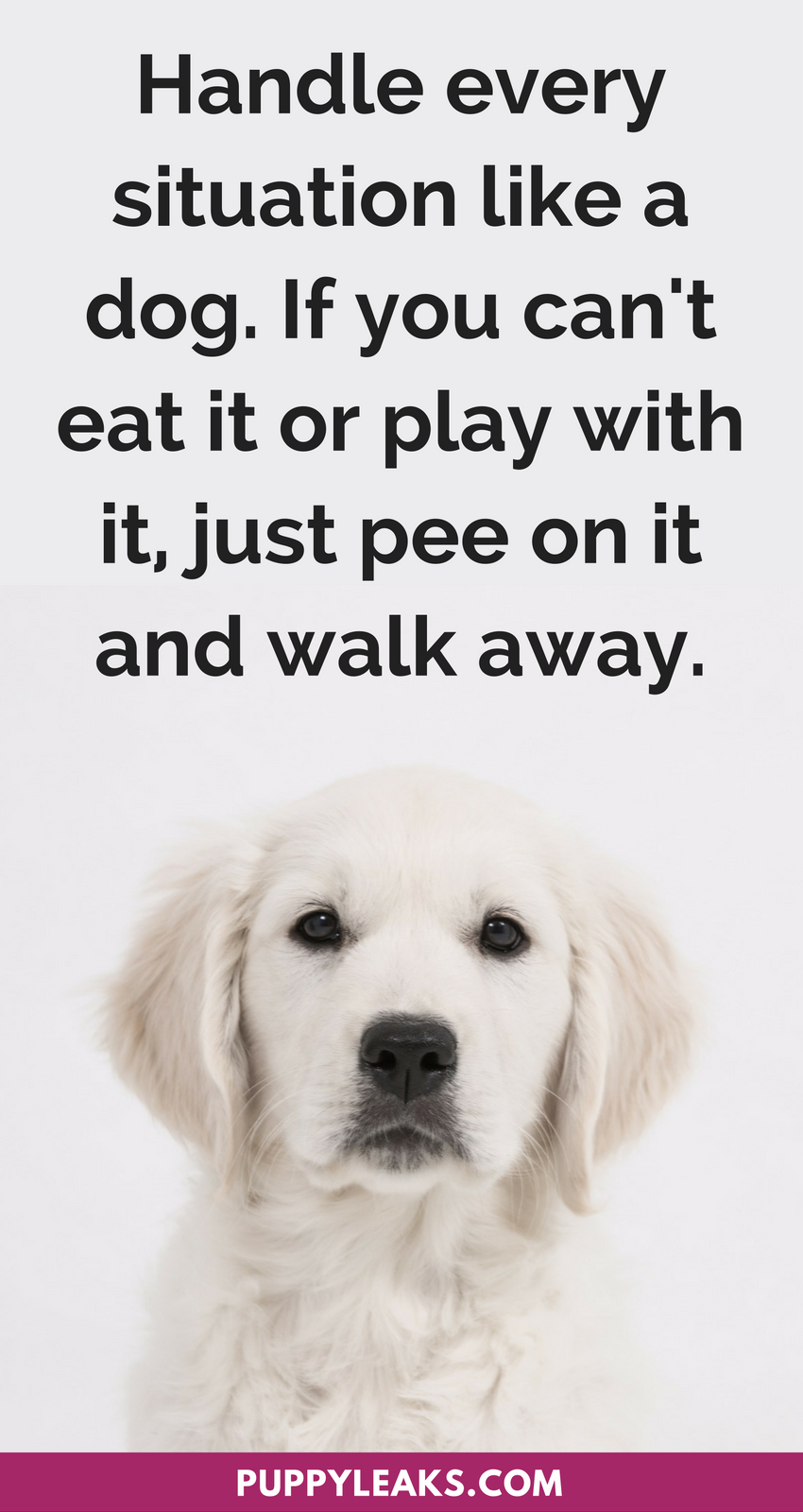 25 Funny Quotes About Dogs