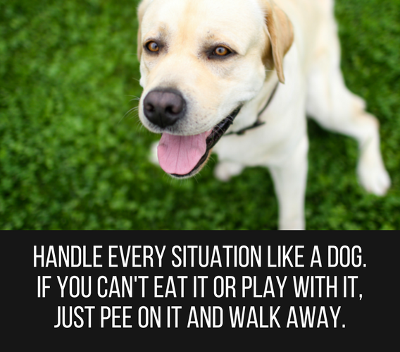 dog phrases funny