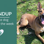 Roundup 97: Favorite Dog Articles, Deals & Videos of the Week