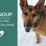 Roundup 98: Favorite Dog Articles, Videos & Deals of the Week