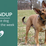 Roundup 99: Favorite Dog Articles, Videos & Deals of the Week