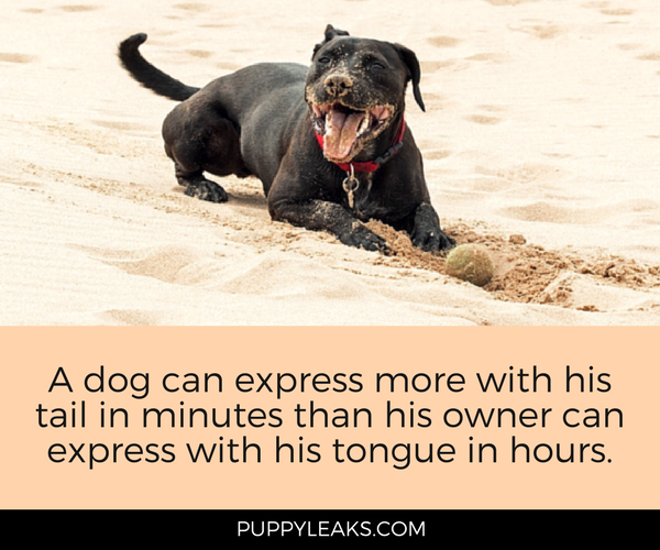 30 Funny Quotes About Dogs