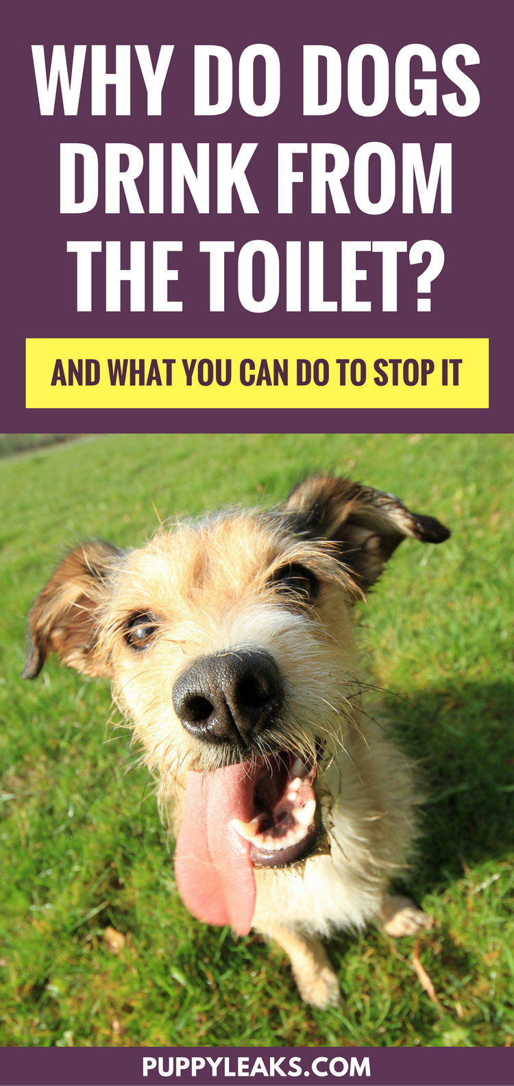 Why Do Dogs Drink From the Toilet? (and what you can do to stop it)
