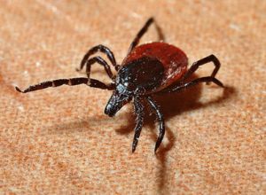 5 Things to Know About Ticks & Your Dog