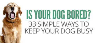 Your Dog Is Bored. Here's How to Solve That · The Wildest