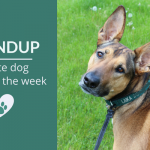 Roundup 102: Favorite Dog Articles & Videos of the Week