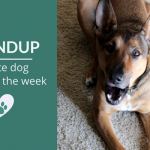 Roundup 103: Favorite Dog Articles & Videos of the Week
