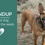 Roundup 104: Favorite Dog Articles & Videos of the Week