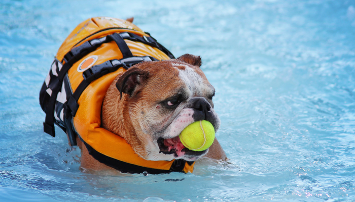 10 Swimming Safety Tips for Your Dog - Puppy Leaks