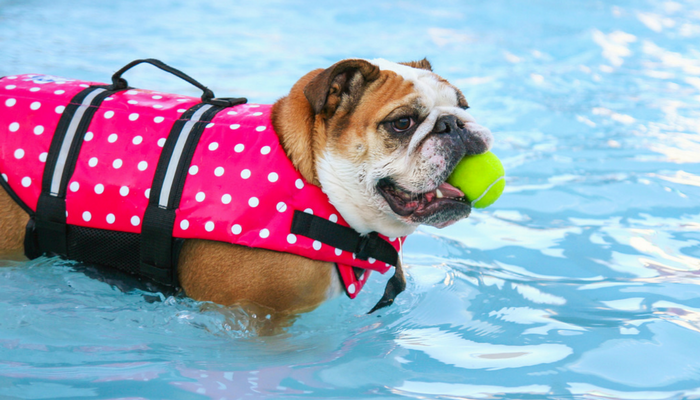 10 Summer Safety Tips for Dogs