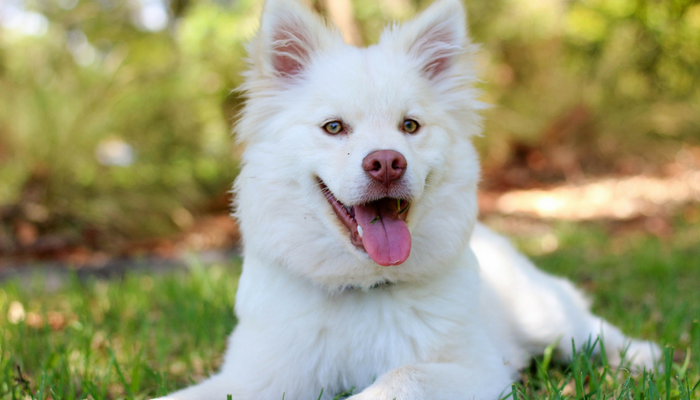 30 Dog Games to Play with Pups Young and Old, Indoors and Out