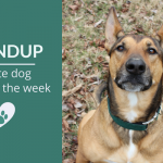 Roundup 105: Favorite Dog Articles & Videos of the Week