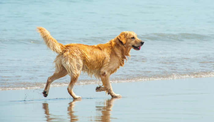 dog drank sea water