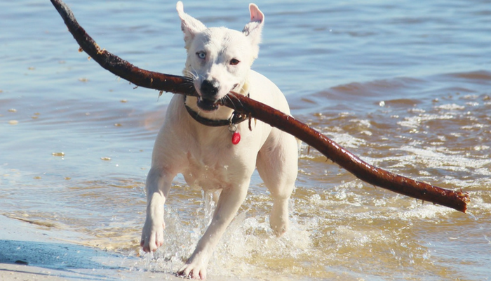 10 Water Safety Tips for Dogs