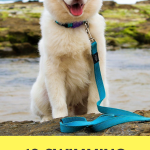 10 Water Safety Tips For Your Dog