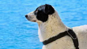 10 Swimming Safety Tips For Your Dog