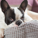 3 Signs Your Dog is Bored (And What to Do About It)