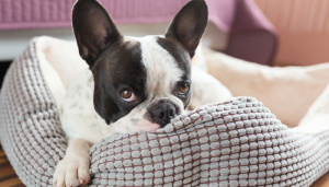 3 Signs Your Dog Is Bored (And What to Do About It)