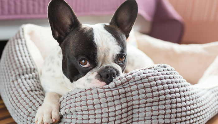 3 Signs Your Dog is Bored (And What to Do About It) - Puppy Leaks