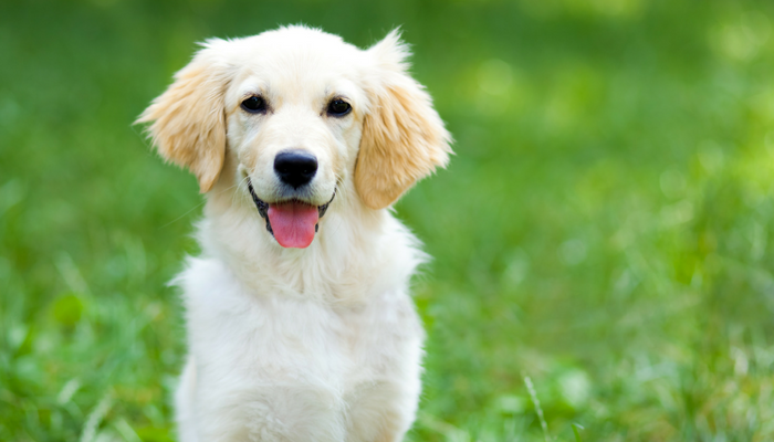15 Things No One Tells You Before Getting a Dog.