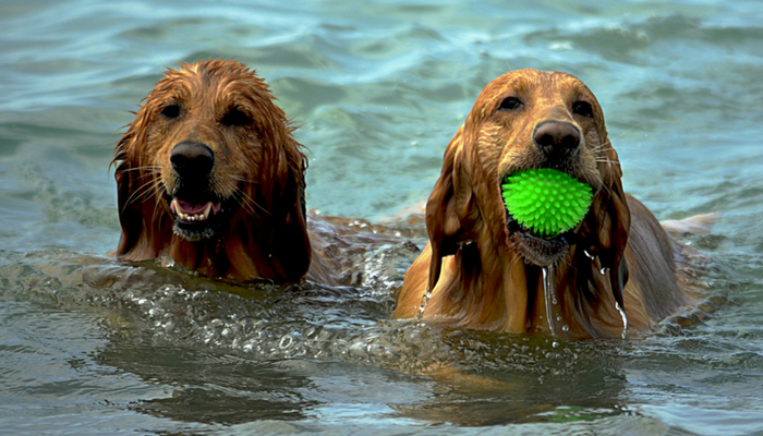 10 Fun Games to Play With Your Dog - Puppy Leaks