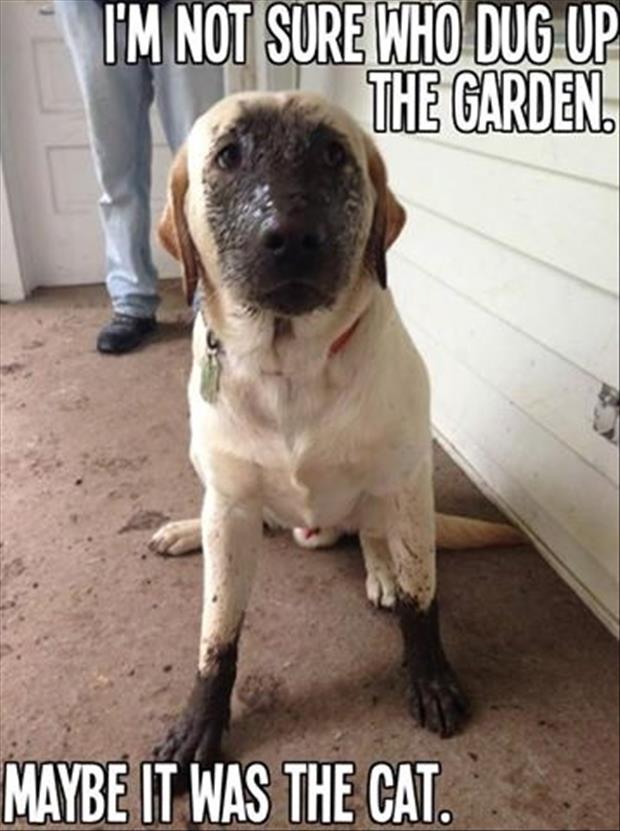 Dogs Doing Things Meme Game