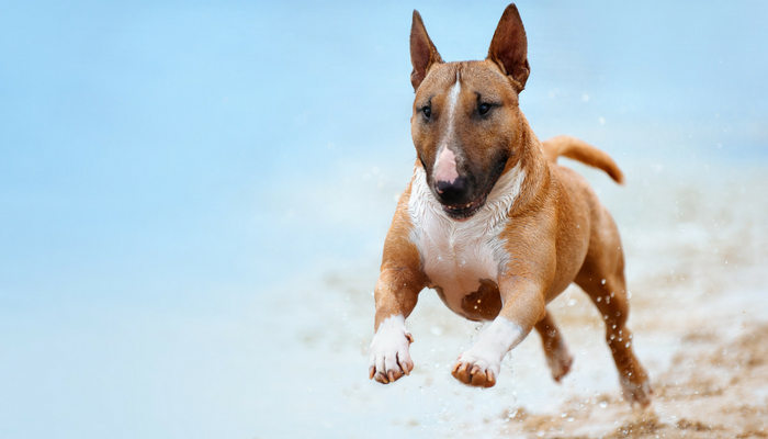 5 Quick Ways To Tire Out Your Dog Puppy Leaks