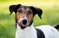 Why Do Dogs Lick Their Own Wounds?