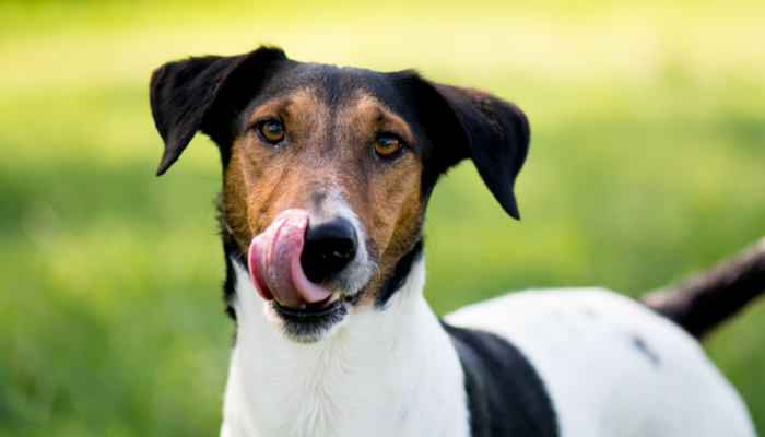 Why Do Dogs Lick Their Own Wounds?