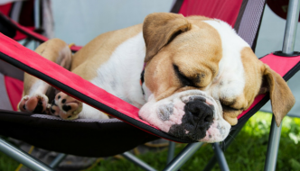 Why Do Dogs Snore? - Puppy Leaks
