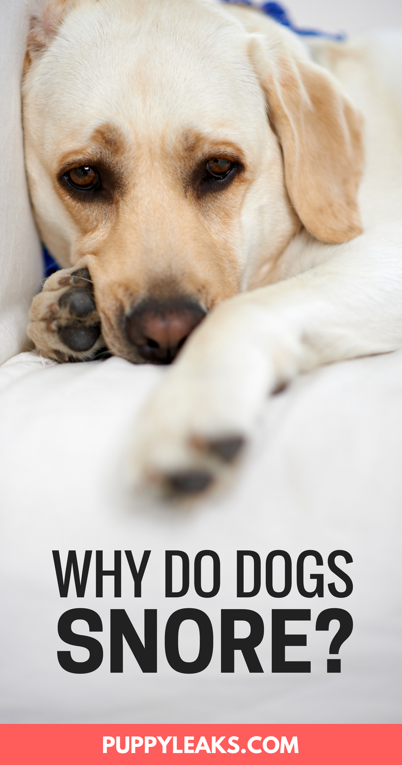 Why Do Dogs Snore? Common Causes For Snoring in Dogs.