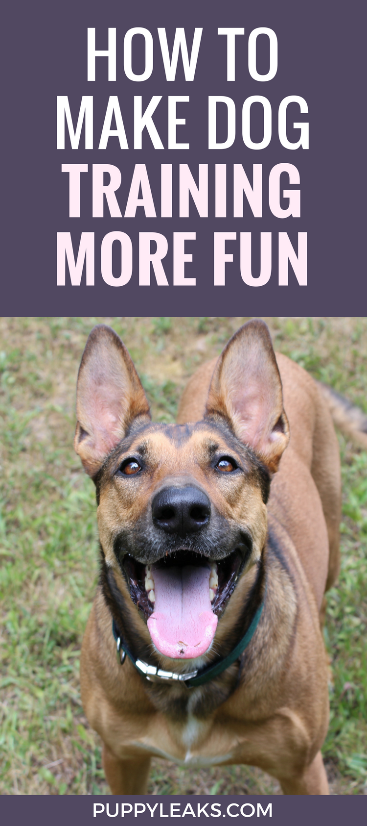 How to Make Dog Training Fun By Switching Up The Rewards