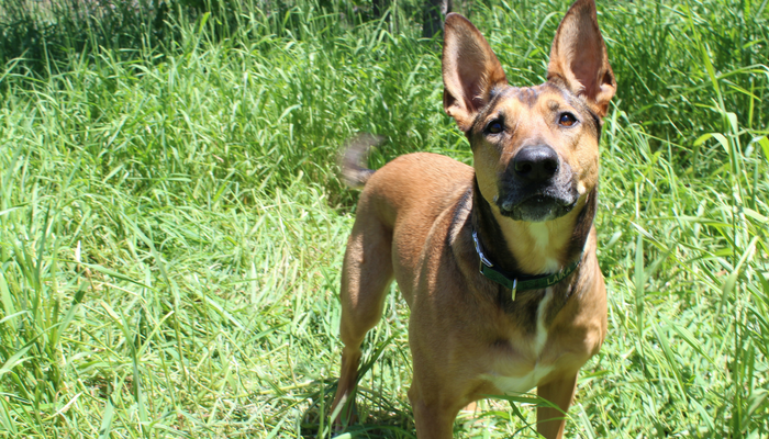 Gardez la formation de chien intéressante en changeant les récompenses