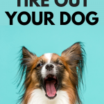 How to Tire Out Your Dog