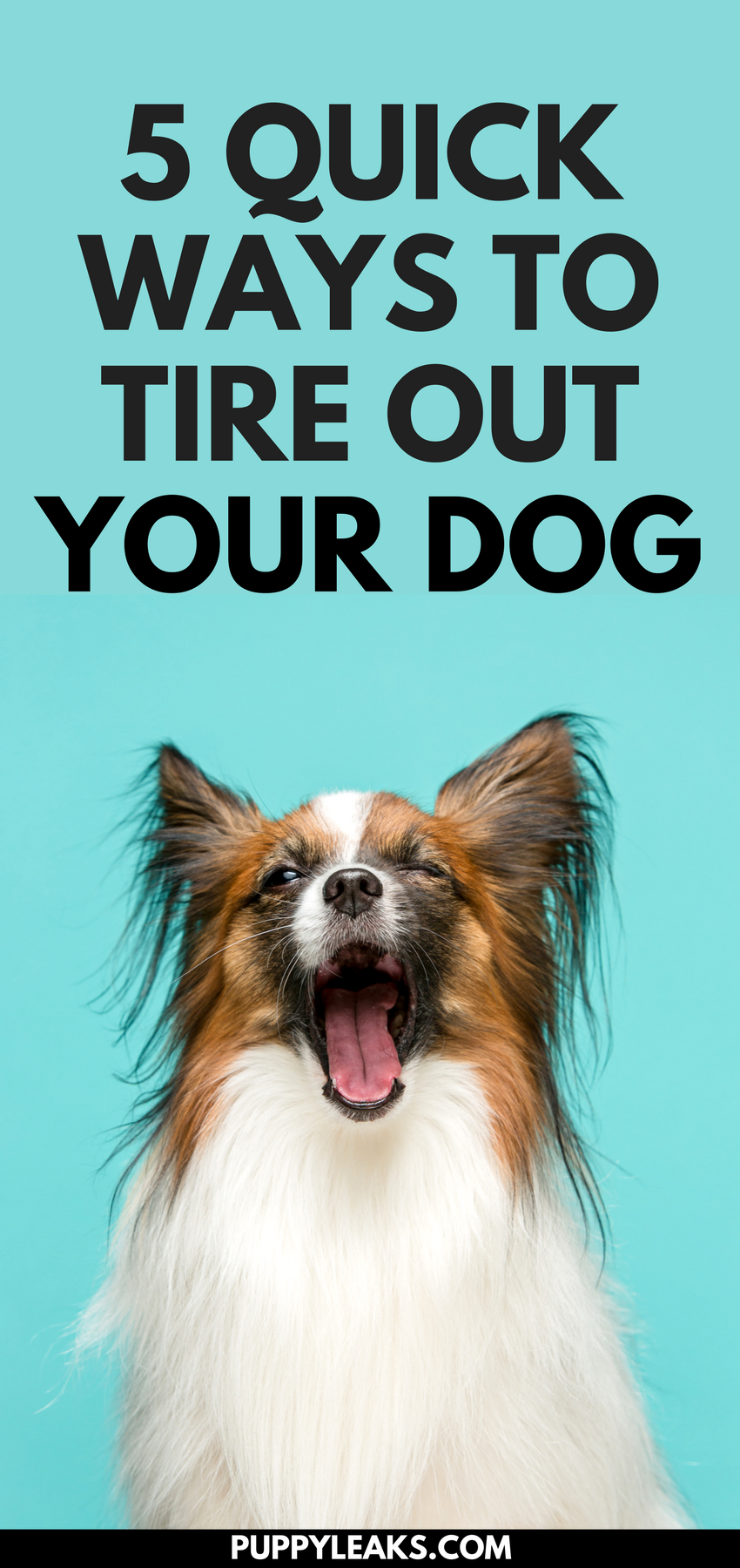 Does your dog have a lot of energy? Looking for some easy ways to exercise your dog? Here's 5 quick ways to tire out your dog. From using a flirt pole to engaging your dog in a game of tug of war, here's 5 quick & easy ways to give your more dog exercise. #dogs #puppies #dogcare #dogtips