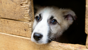 Terms Associated With Animal Shelters, Rescues & Adoptions