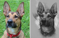This Custom Dog Portrait Gave Me All The Feels
