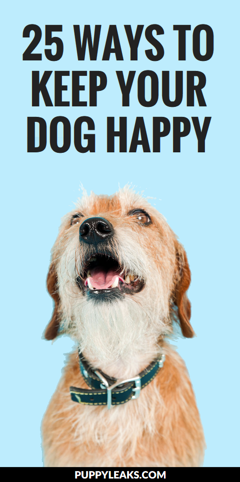 what makes a happy dog