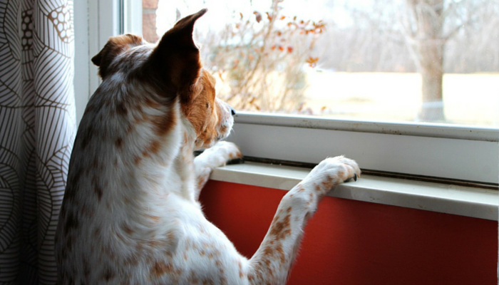 5 Tips For Managing Canine Separation Anxiety
