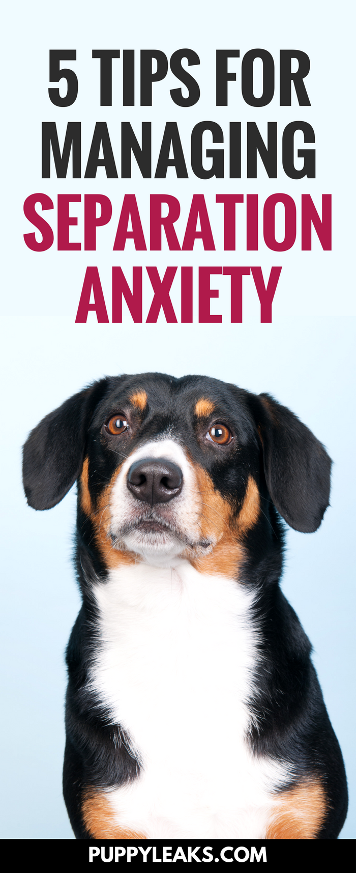 5 Tips For Managing Canine Separation Anxiety