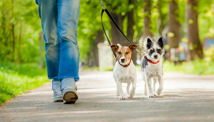 can puppies go on walks