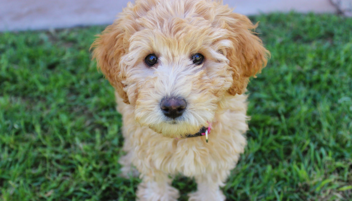 Anime Dog Names - My Dog's Name