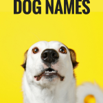 500 Of The Most Popular Dog Names