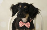 500 Old Fashioned Dog Names