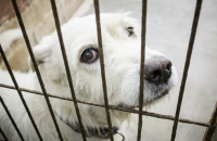 Want California To Ban The Sale of Puppy Mill Dogs in Pet Stores? Now’s The Time To Show Your Support