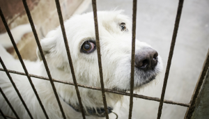 California May Ban The Sale of Puppy Mill Dogs in Pet Stores