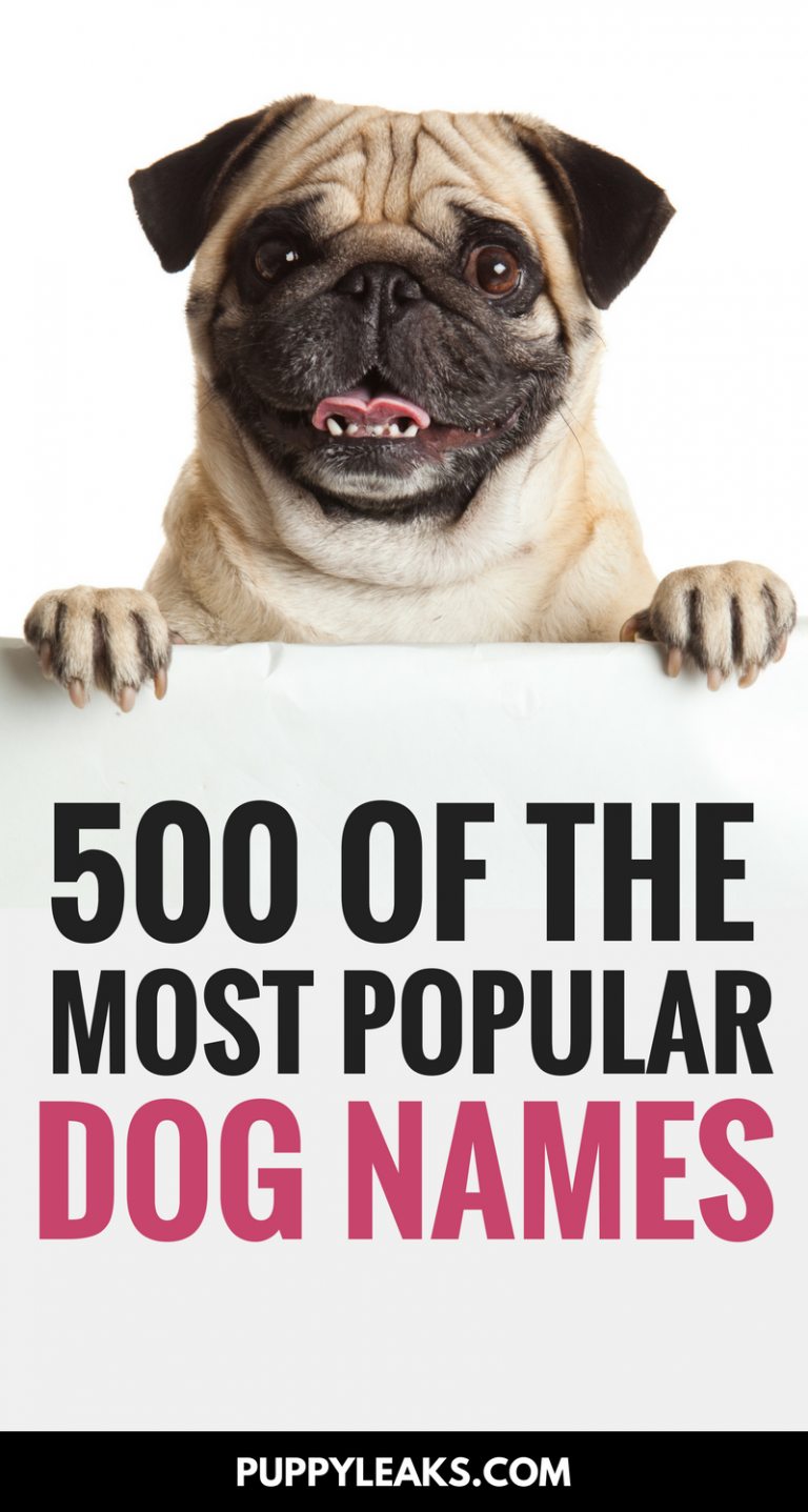 500 Of The Most Popular Dog Names Puppy Leaks 500 Of The Most Popular Dog Names Puppy Leaks